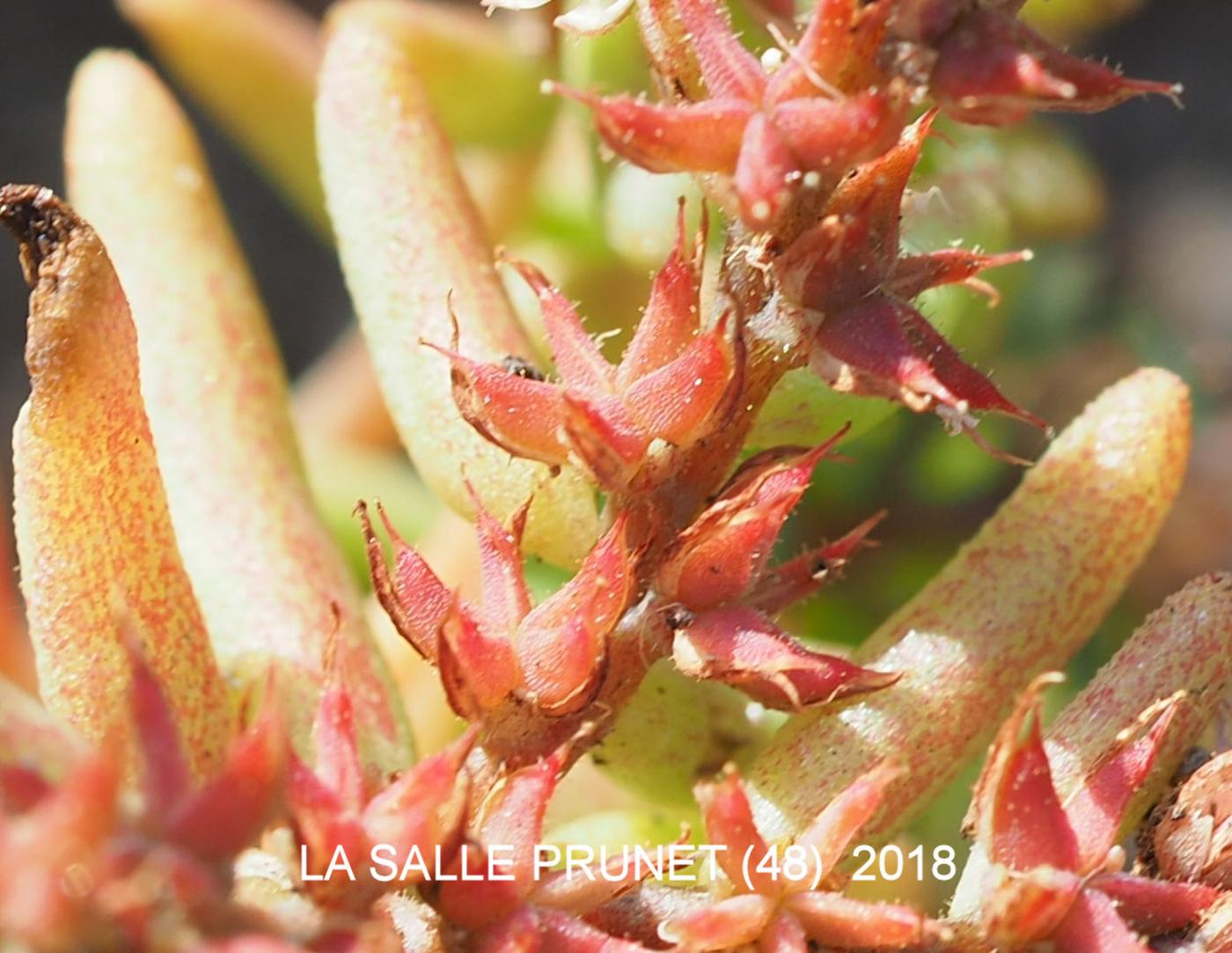 Stonecrop, Red fruit